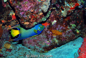 Queen of the reef. Island of Saba. by Alex Klingen 